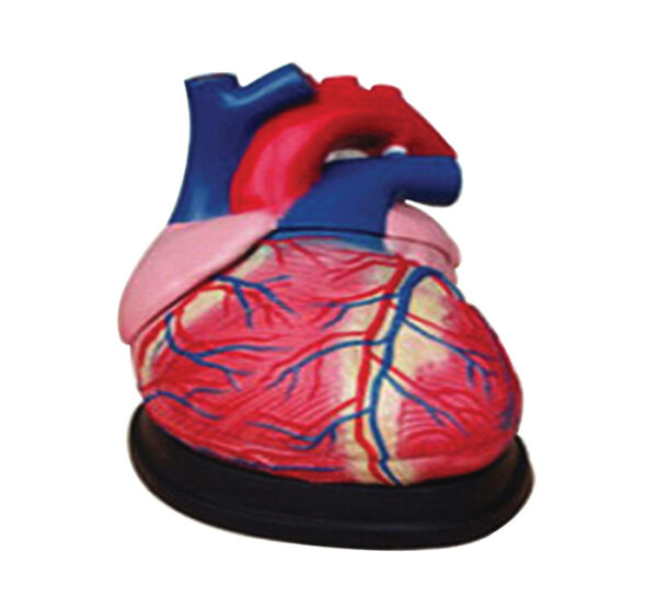 Cœur Agrandi 4 Fois 3 Pièces | 899 DH