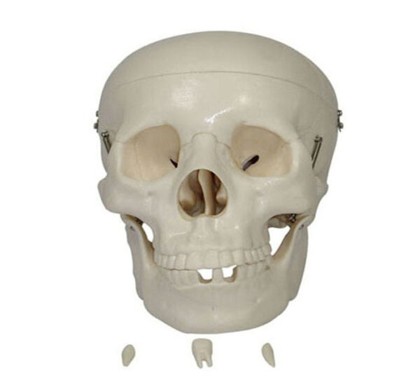 Crâne PVC 3 Pièces Démontable | 549 DH