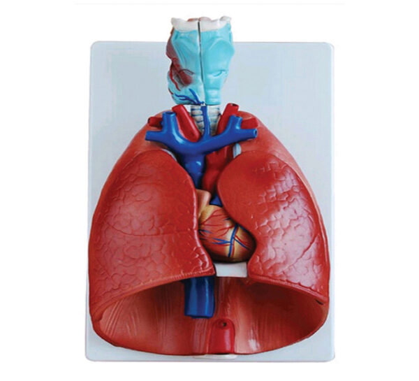 Modèle Larynx Cœur Poumons 7 Pièces | 1850 DH