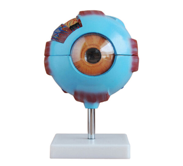 Œil Agrandi 6 Fois 8 Pièces | 799 DH