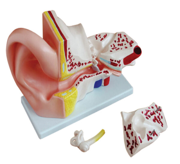 Oreille Agrandie 5 Fois 4 Pièces | 899 DH