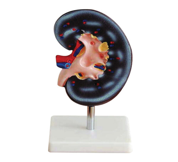 Rein Agrandi 2 Fois 2 Pièces | 599 DH